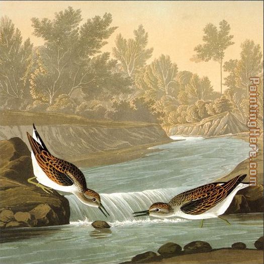 John James Audubon predators
